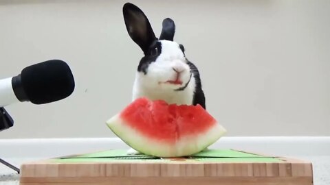 Rabbit eating watermelon ASMR
