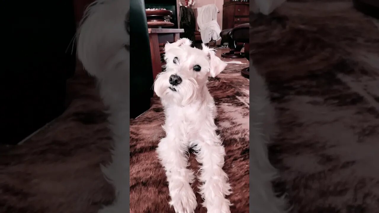 He’s 10 years old but acts more like a2 year old. For him this is acceptable.