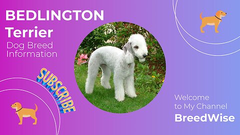 Bedlington Terrier Dog Breed Profile: An Insight into Their Traits and Health