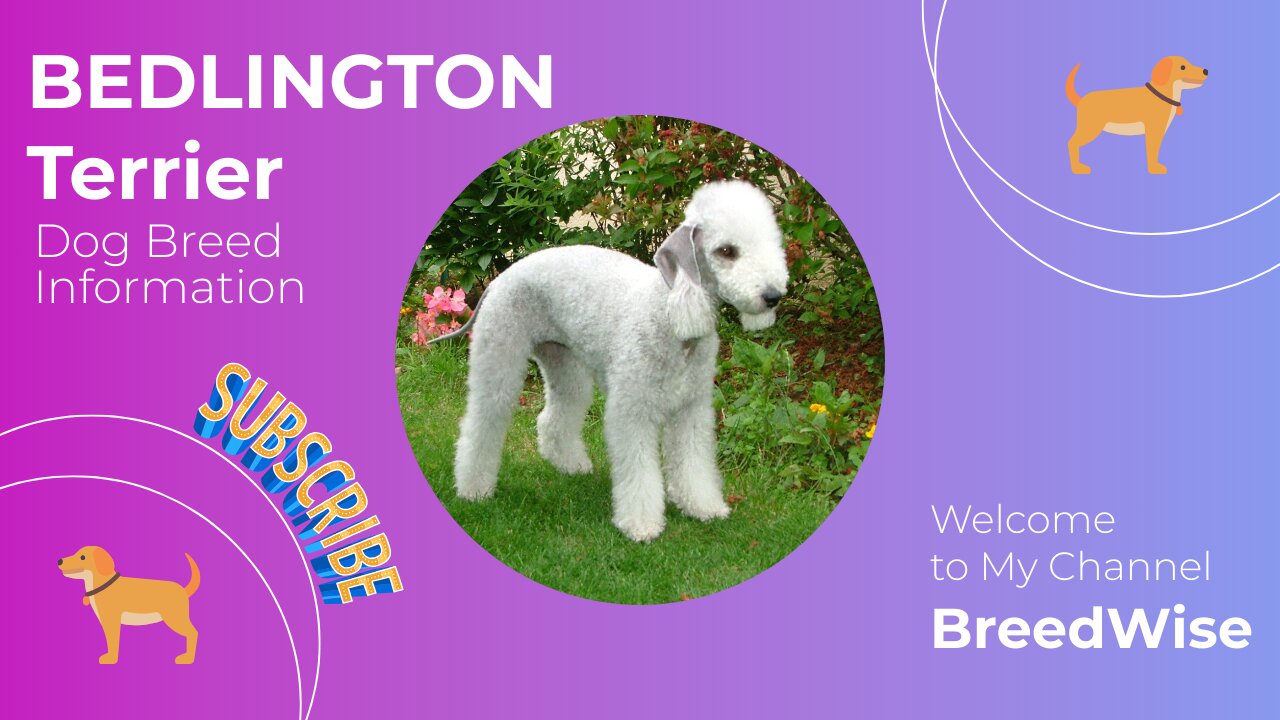 Bedlington Terrier Dog Breed Profile: An Insight into Their Traits and Health