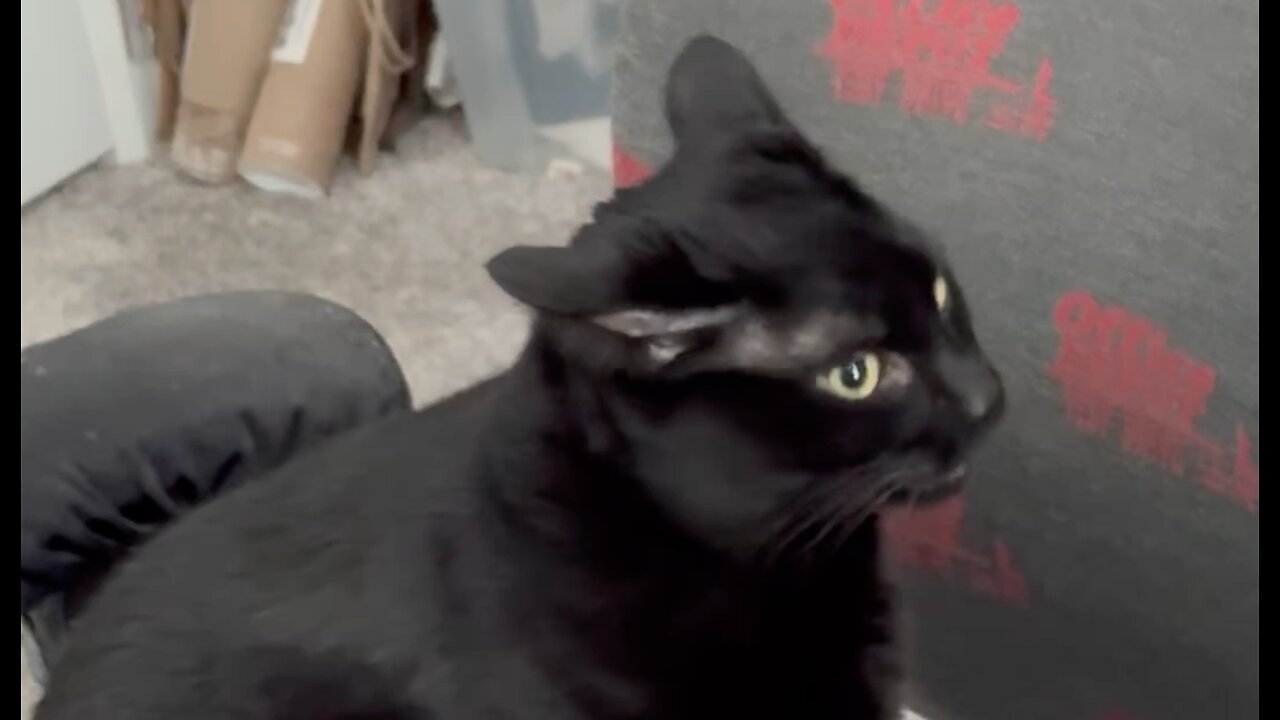 Adopting a Cat from a Shelter Vlog - Cute Precious Piper Inspects the Area Around Her Chair #shorts