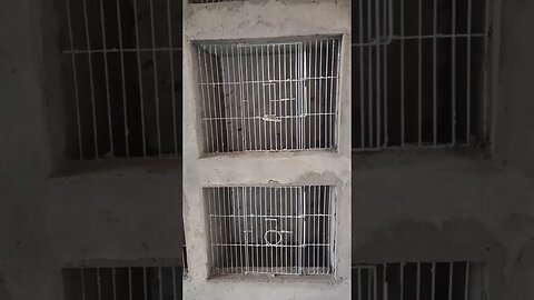 INICIANDO OS ACABAMENTOS DOS NOVOS ALOJAMENTOS PARA OS CAMPEÕES! EXPLODIU💥🚀💎