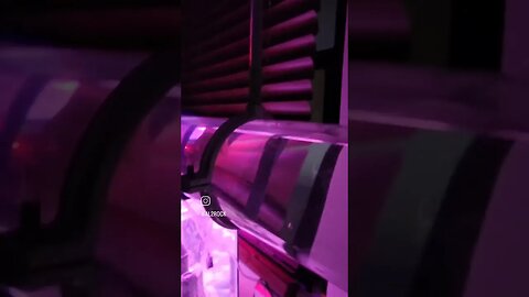 Parrot cichlid border pattroling the tunnel