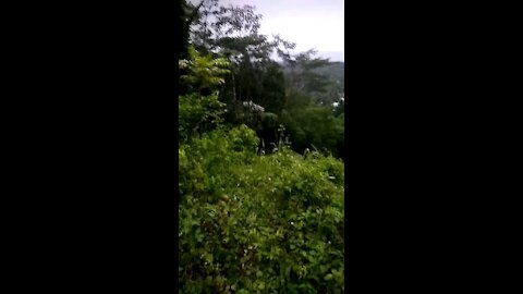 Junggle view