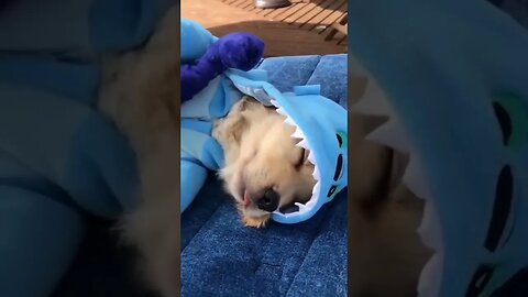 cute dino dog #shorts