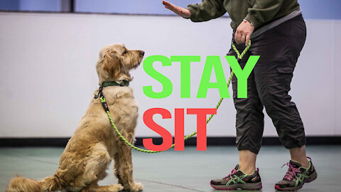 Dog Training You need to know! - You should know these 10 dog commands