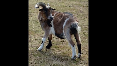 The Messianic Noahide JUDAIZER Agenda #Judaizers #Zionists #Messianic #Antichrist