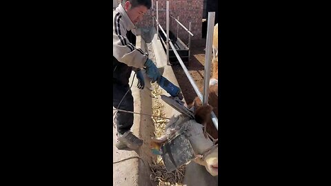 Horn cow removed no pain