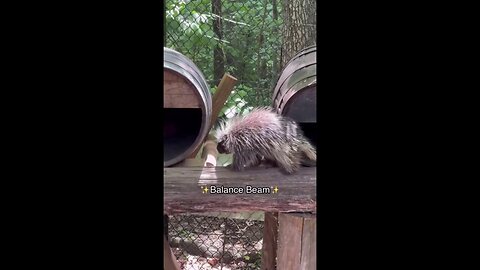 Olympics 'Come To' The Memphis Zoo With Animal Accomplishments