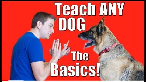 DOG BIG TRAINING IN ENGLISH