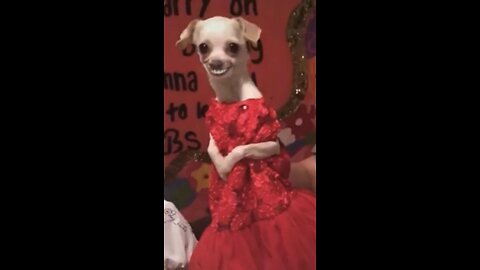 try not to laugh, funny animals #funnyvideos