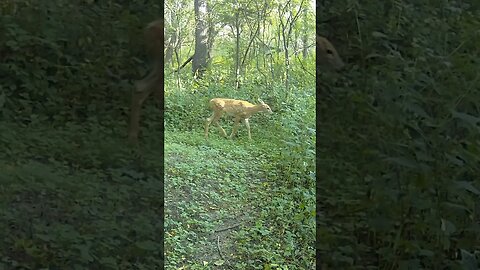 Triplet FAWNS Almost LOST Their SPOTS!!!