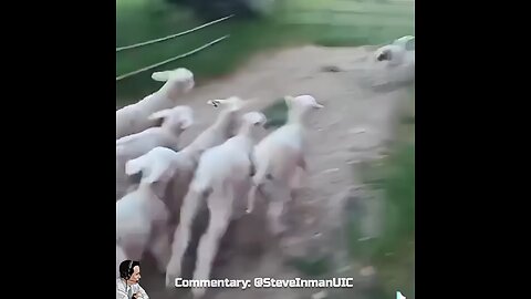 Don't be a sheep.
