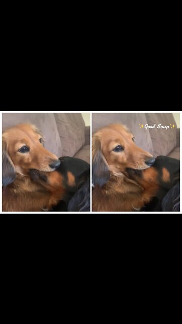 puppies kiss passionately😘🥹🥹