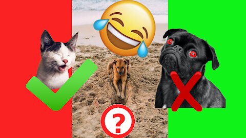 🔥🤣 Funny Dogs Cats and Animals- Best Pets🤣NEW🤣#01 🔥 TRY NOT TO LAUGH🔥🤣