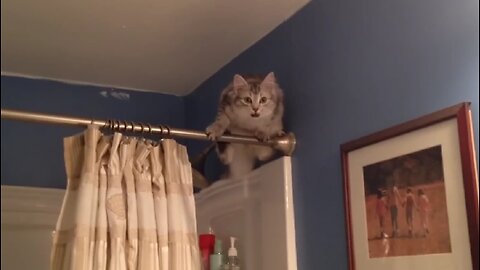 Animal Fails moment 😹🙀😹🙀😹 #funny #fail