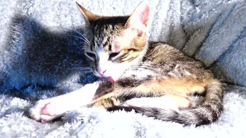 Cute Kitten Stretches His Paw Beans