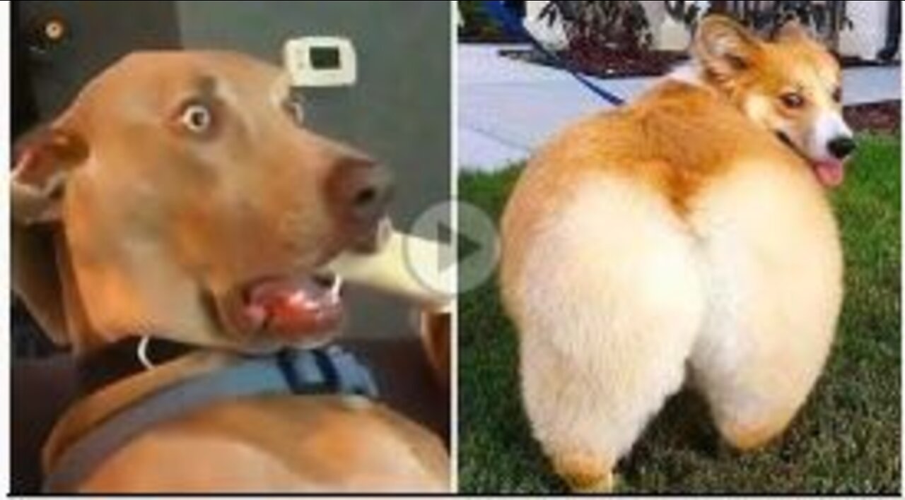 Funny Cute ❤️ Dogs 🐶 And Cats 🐱