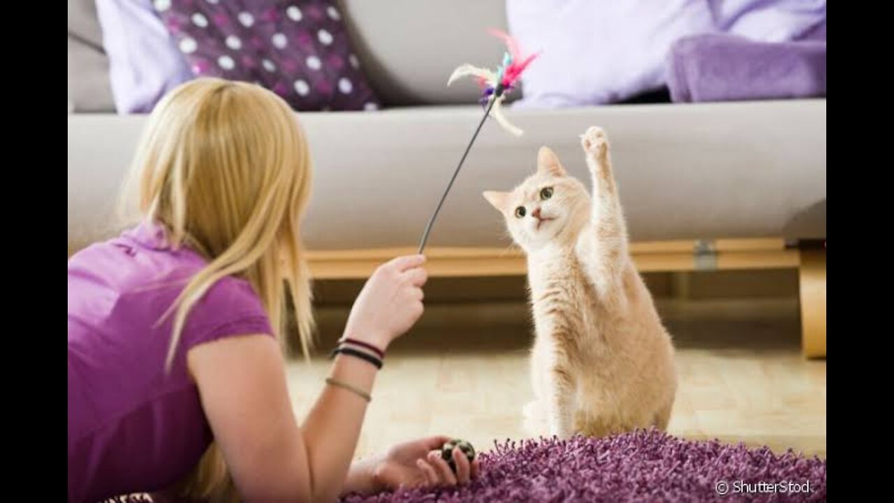 Child and kitten playing with very cute toy