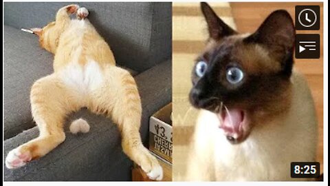 Omg So Cute Cats Best Funny Cat Videos 2021 (Part 2)