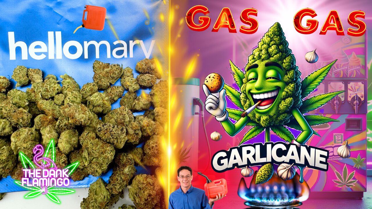 Trying Garlicane THCa Smalls from ShopHelloMary! The Dank Flamingo Cannabis Review!!