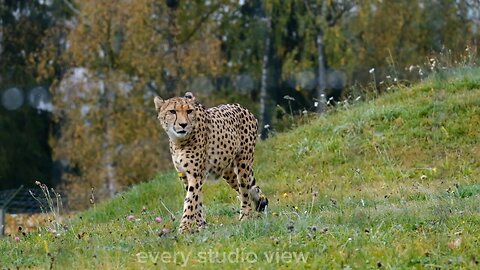 Amazon amazing animals video//wild life