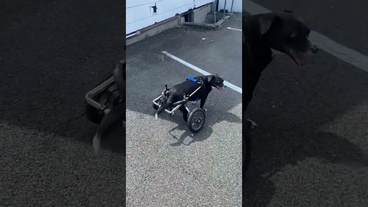 #Dogs #shorts #fyp #Dog #reels #viral #funny 1