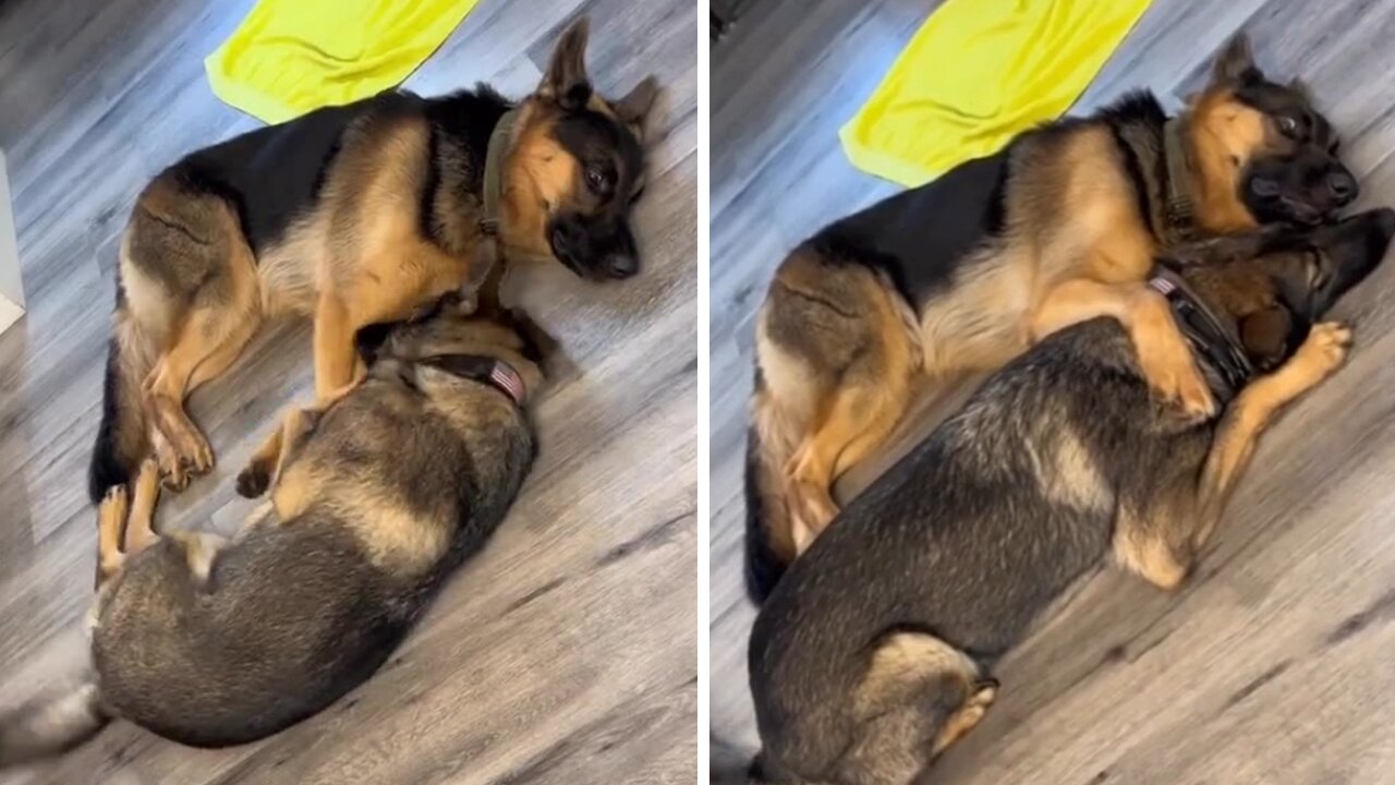 Precious Moment Captured Between Doggy Friends