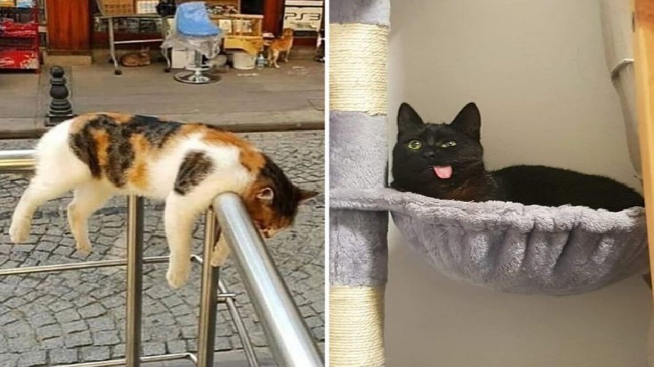 Funniest cats videos of 2024. part 2 😺