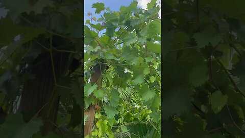 First attempt at growing grapes in Florida. Have any advice? #grapevine #grape #garden #question