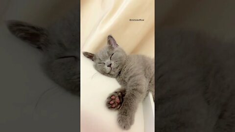 sleep pretty first kitten mimicko is funny and cute