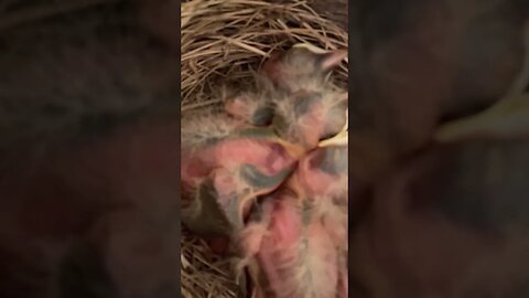 More babies all over!