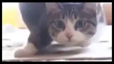 Funny Cat Compilation: 1 Minute Kitties Vol. 1