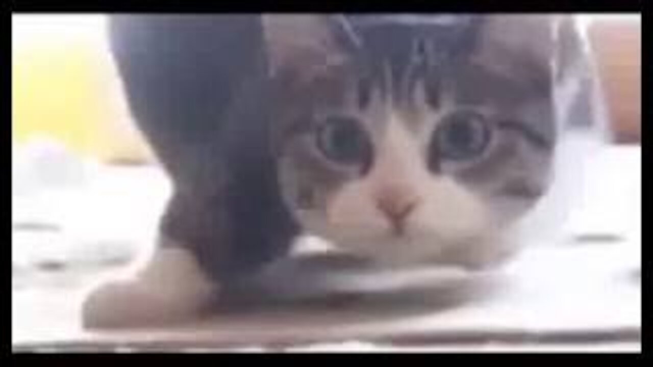 Funny Cat Compilation: 1 Minute Kitties Vol. 1
