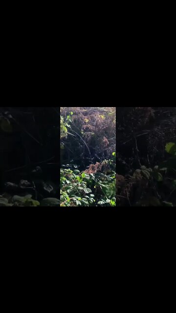 Parlement Technologies has entered into an agreement in principle to sell Parler to Ye (Kanye West).