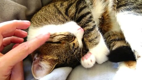 I Don't Want to See Hooman Anymore