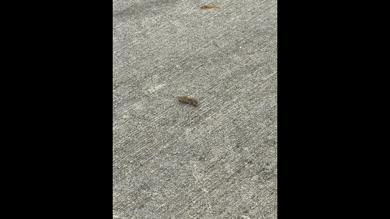 Some tell me what is this? #nature #bugs #outside #creature #views #viralvideo #supportmychannel