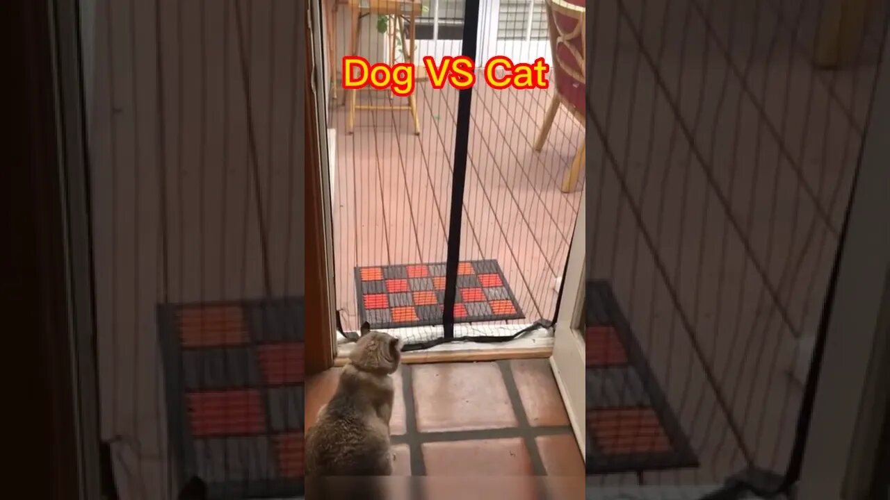 🐱Cutest Cats🐱Dog VS Cat enter screen door