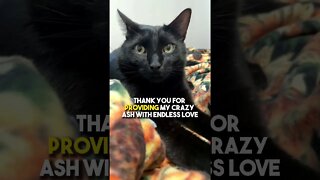 Share with a mother figure❤️ #cat #blackcat #leonthecatdad #relationship #kitten