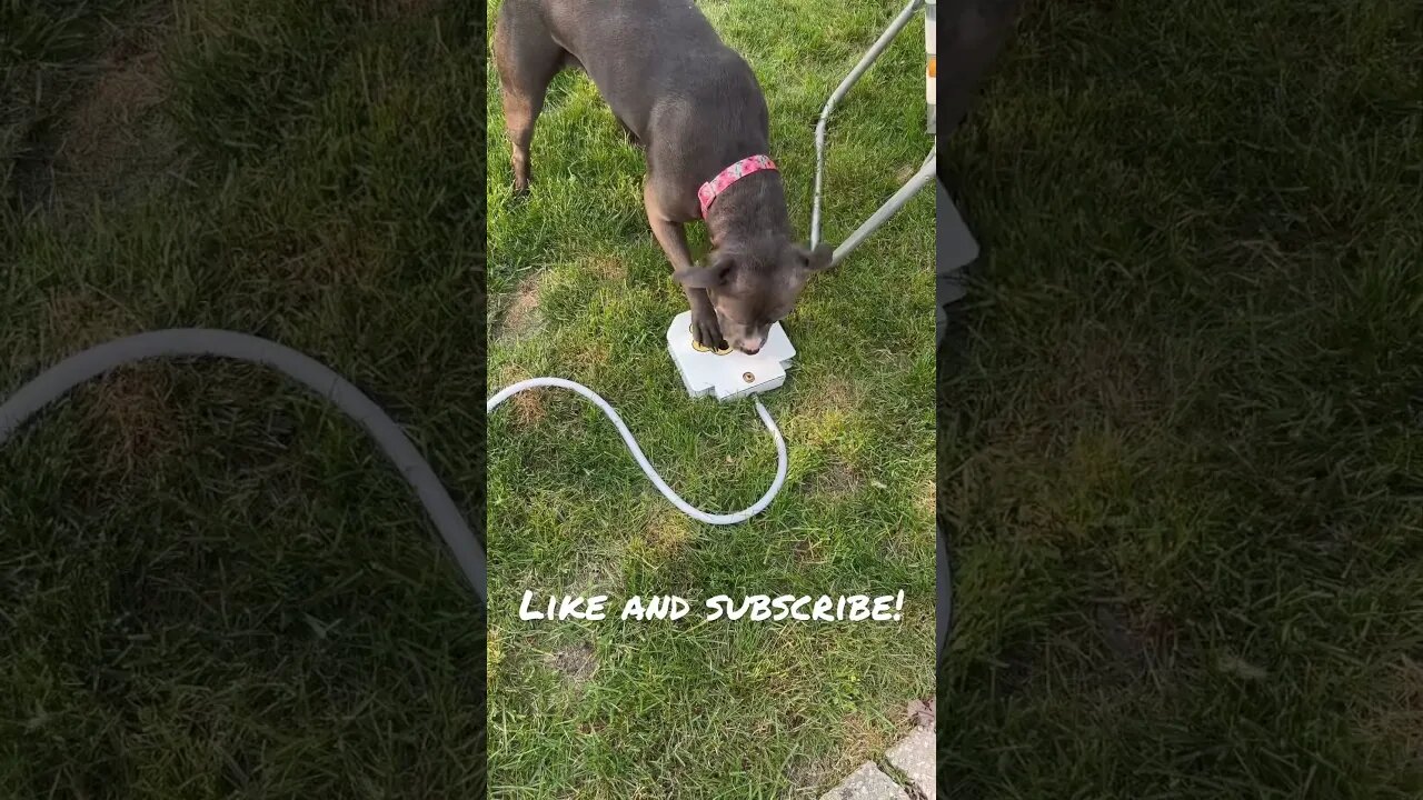 New dog water toy! #shorts #viral #cute #pitbull #dog #pitbulldog