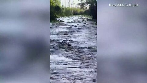 Alligators Swarm Canal In Georgia State Park: 'There's Gators Everywhere'