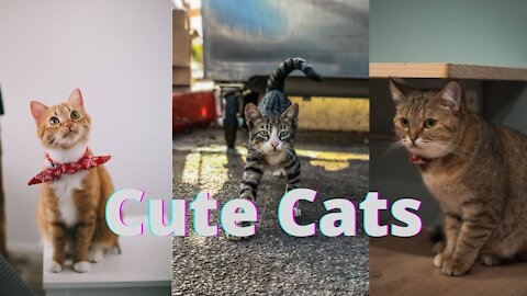 Cats talking !! these cats can speak english better than hooman cute cats