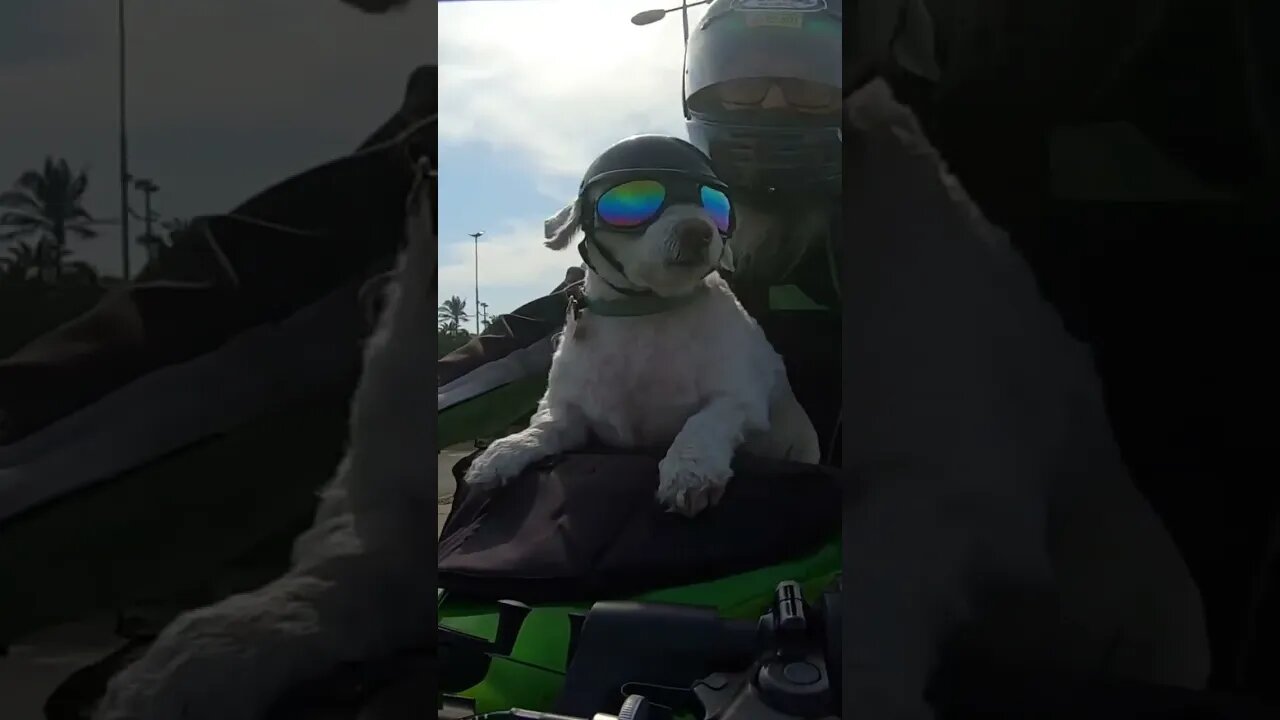 #jonty did you hear about this one #short #jontyknine