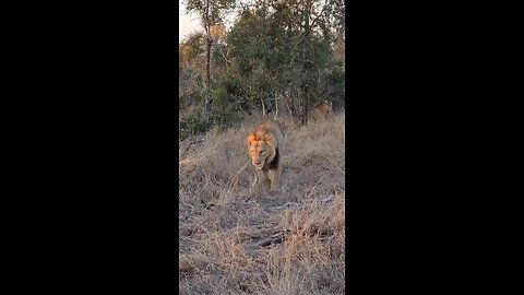 The loin king got hurt