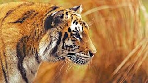Ultimate Wild Animals Collection in 8K ULTRA HD / 8K TV
