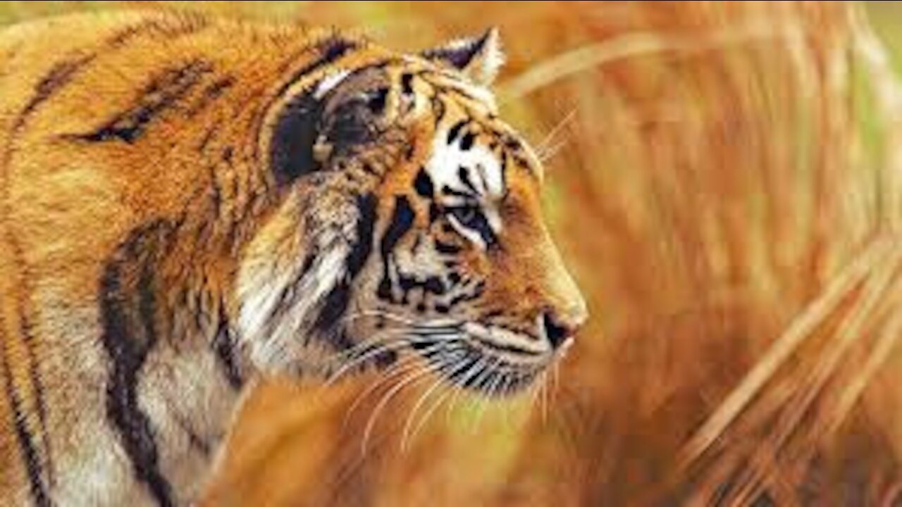 Ultimate Wild Animals Collection in 8K ULTRA HD / 8K TV