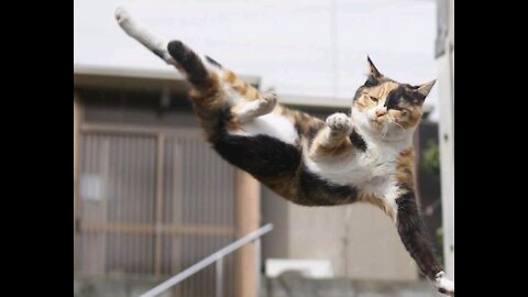 Compilation of cats doing parkour!! Cats are amazing
