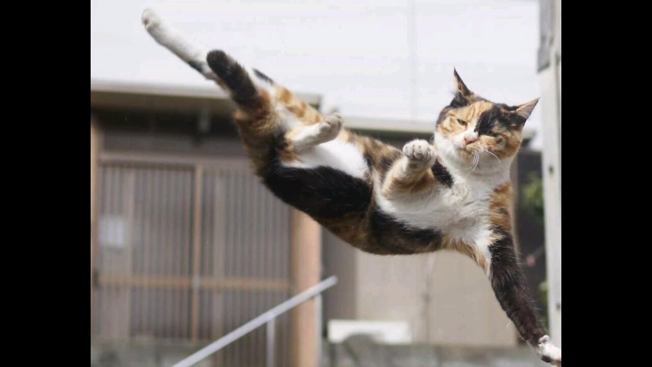 Compilation of cats doing parkour!! Cats are amazing