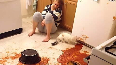 Cats being jerks Video compilation