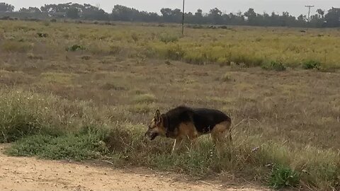 Out for a ride & walk #dog #bike #piano #instrumental #432hz #prayer #relaxing #meditation #worship